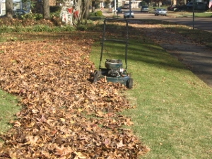 l Lawn care in winter